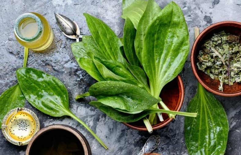 طرز تهیه دمنوش بارهنگ