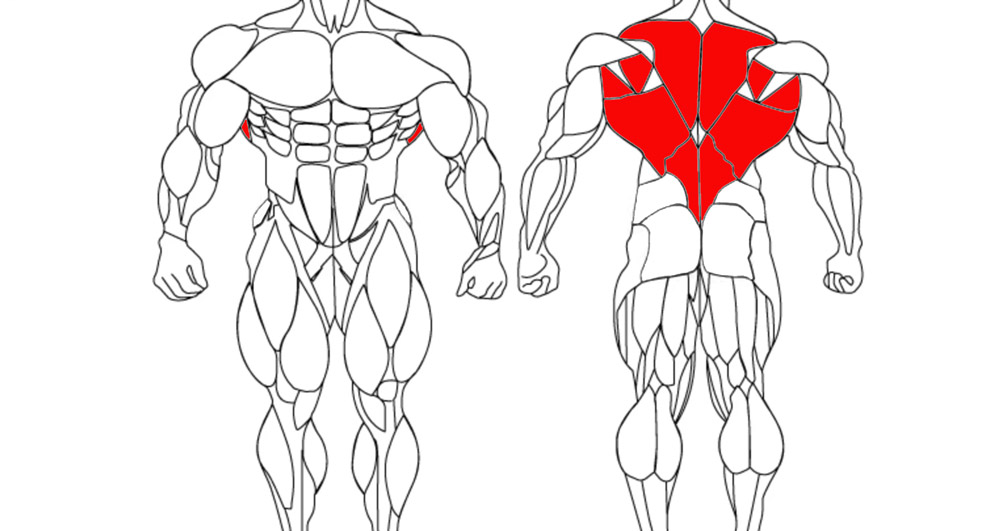 عضلات زیربغل و کمر