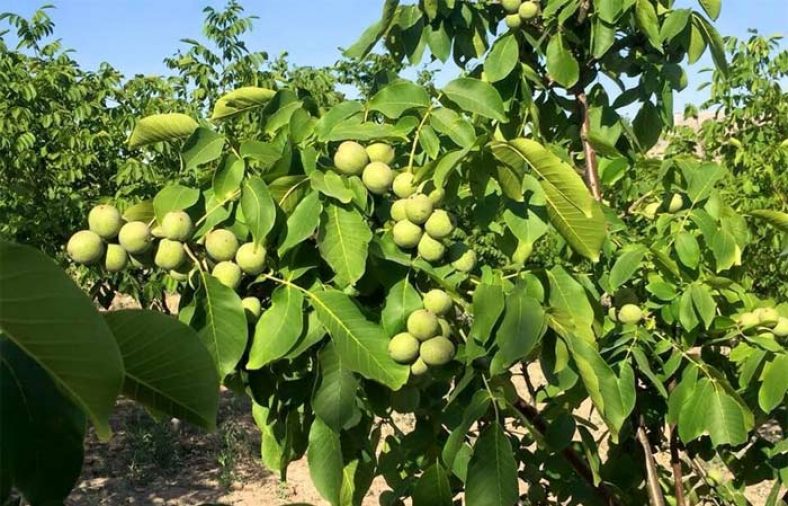 نهال گردو