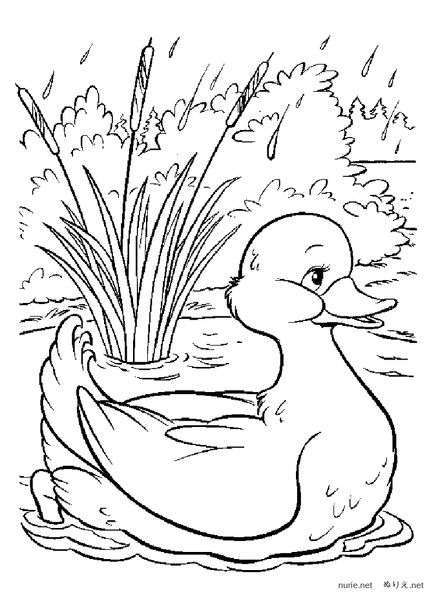 نقاشی ساده اردک و برکه برای رنگ آمیزی