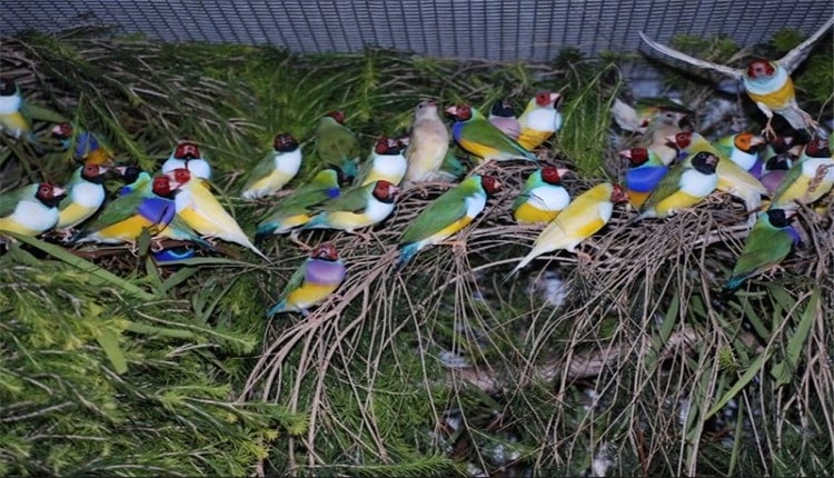 پرورش پرندگان زینتی از مشاغل خانگی پردرآمد برای آقایان