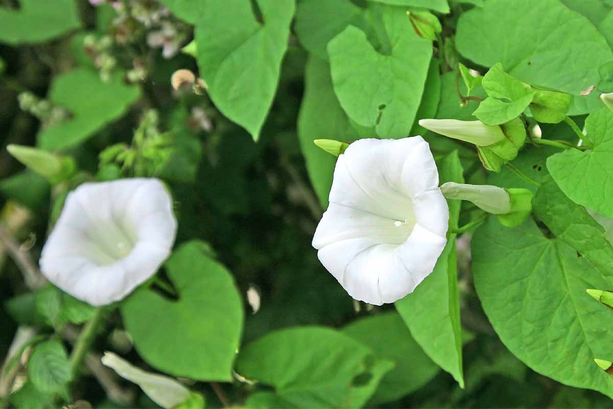 گل پیچک