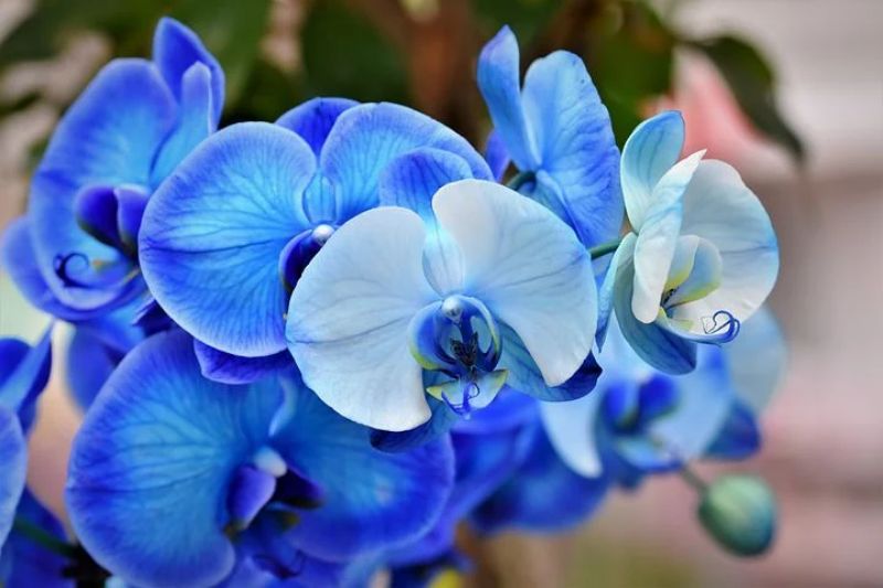 گل ارکیده آبی