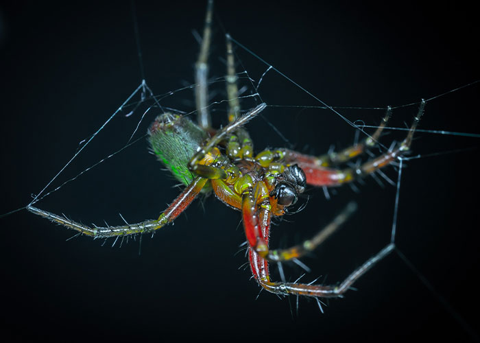خطرناک ترین عنکبوت های جهان