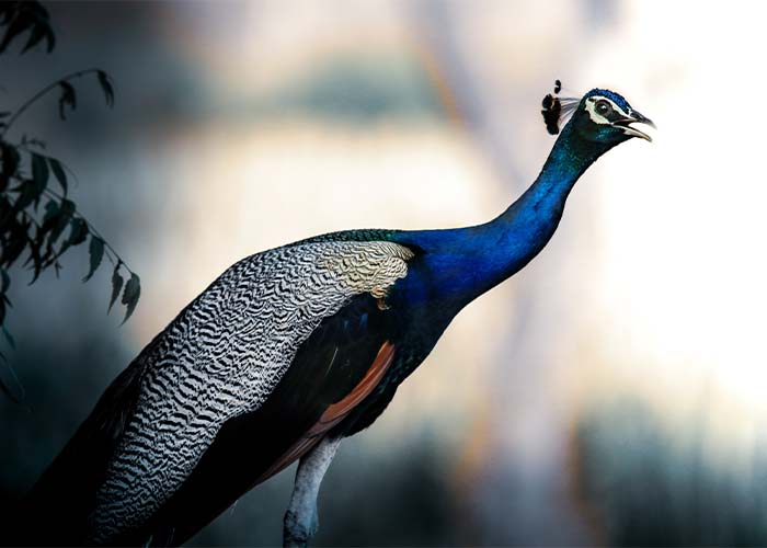 گونه های طاووس