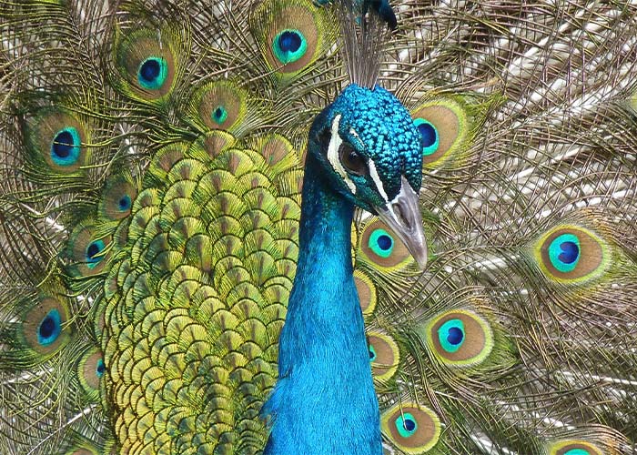 طاووس، زیباترین پرنده دنیا