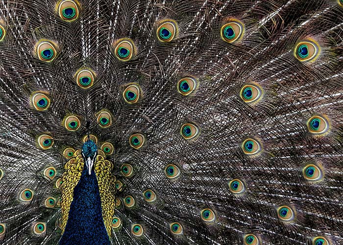 مشخصات ظاهری طاووس