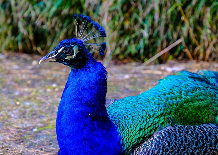 زیستگاه و تغذیه طاووس