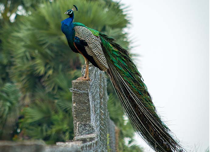 روش نگهداری و پرورش طاووس
