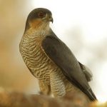 پرنده باز