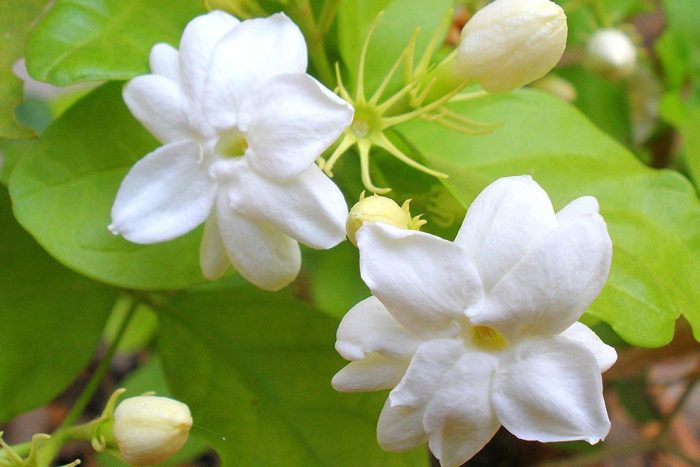 گل یاس رازقی سفید خوشبو