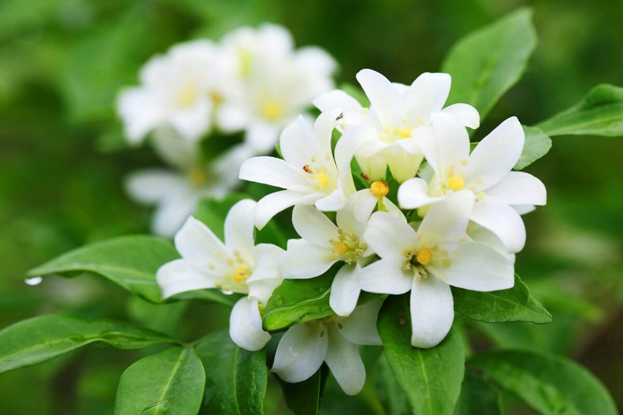 Jasmine Flower Information In Marathi Wikipedia