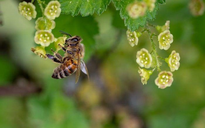 مشخصات ظاهری زنبور عسل 