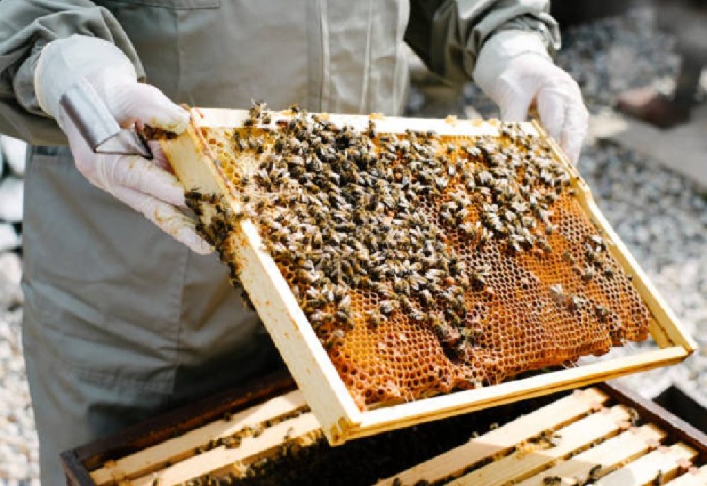 کندوی زنبور عسل و زنبوردار