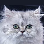گربه پرشین، معروف ترین نژاد گربه ایرانی