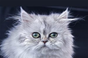 گربه پرشین، معروف ترین نژاد گربه ایرانی