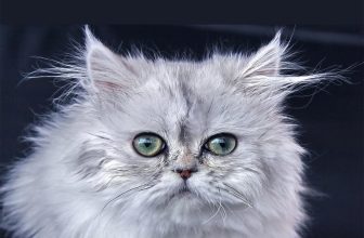 گربه پرشین، معروف ترین نژاد گربه ایرانی