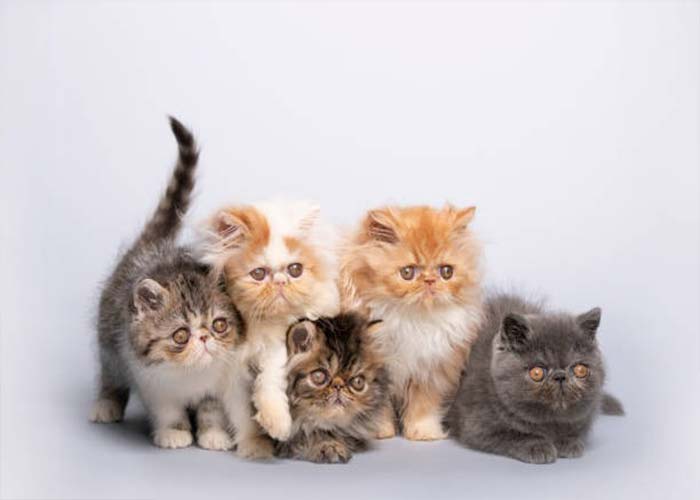 گونه‌های مختلف گربه پرشین
