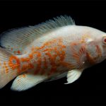 ماهی اسکار / Osacar fish