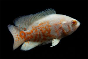 ماهی اسکار / Osacar fish