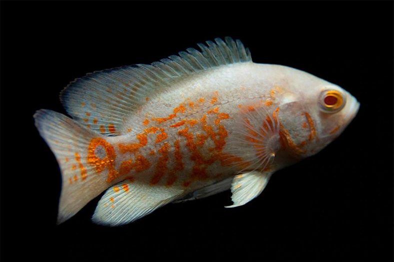 ماهی اسکار / Osacar fish