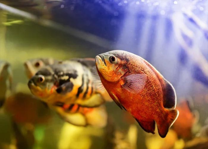 زیستگاه و طول عمر ماهی اسکار