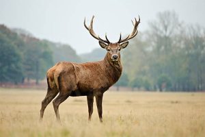 گوزن / Deer