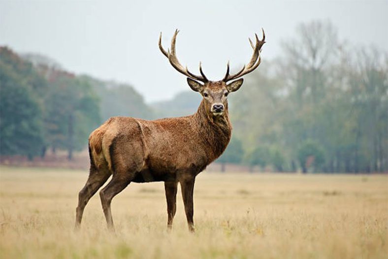گوزن / Deer