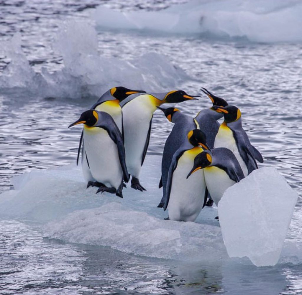 زیستگاه پنگوئن