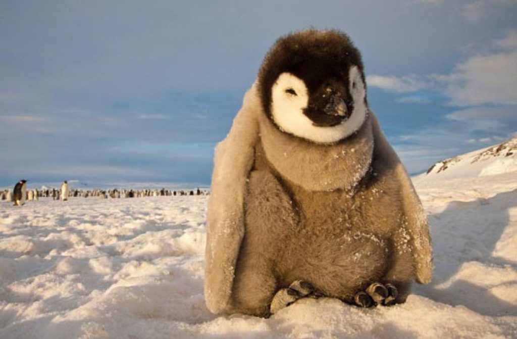 وضعیت جمعیت پنگوئن ها