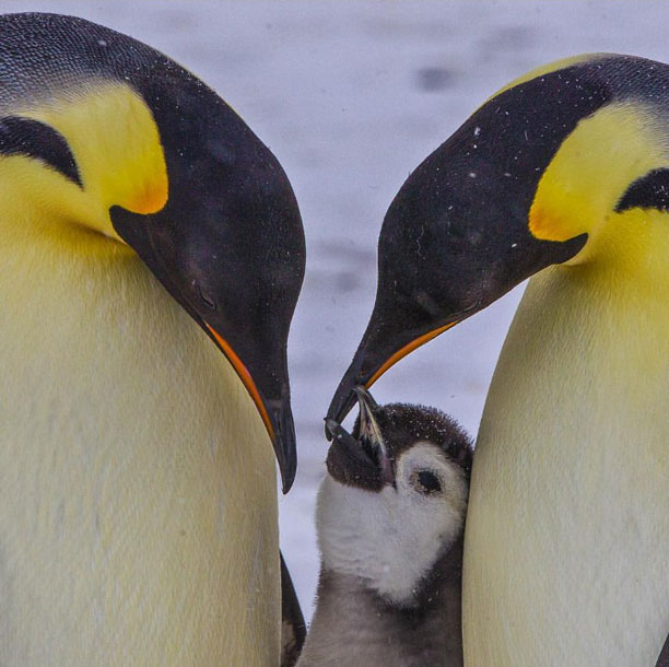 مشخصات پنگوئن‌ 