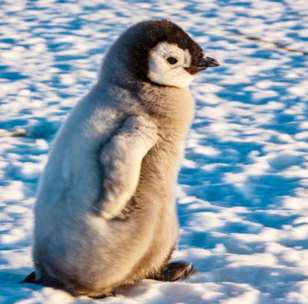 نکات جالب درباره پنگوئن