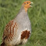 آشنایی با پرنده کبک