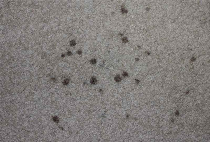 لکه های سیاه روی فرش