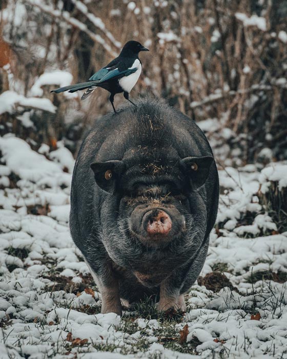 غذای زاغ ها