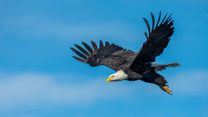 عکس خاص عقاب شکاری در حال پرواز کردن