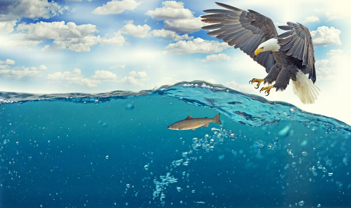 عکس عقاب در حال شکار ماهی