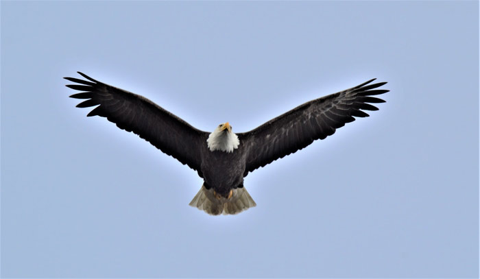 عکس جذاب عقاب سر سفید در حال پرواز