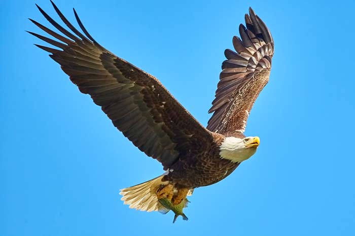 عکس عقاب در حال پرواز زیبا