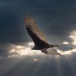 عکس عقاب در حال پرواز