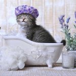 آموزش حمام کردن و نحوه شستن گربه