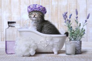 آموزش حمام کردن و نحوه شستن گربه