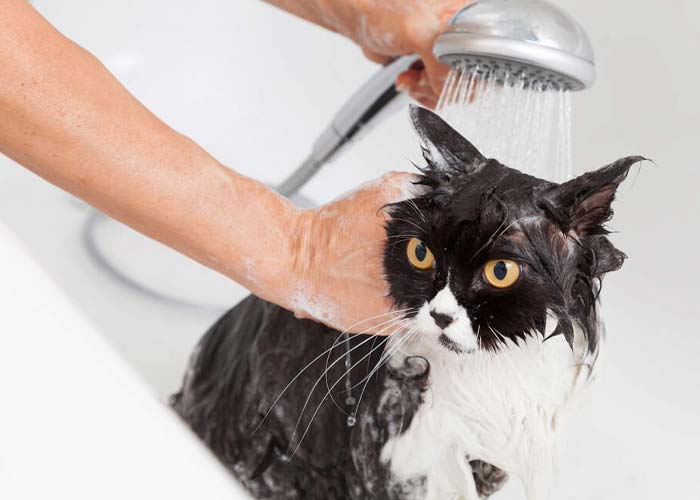 اهمیت صحیح شستن گربه در چیست؟