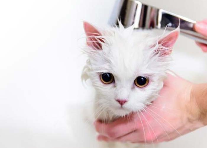 بعد از شستن بدن گربه، صورتش را تمیز کنید.