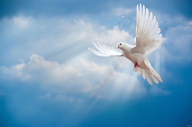 متن در مورد پرواز