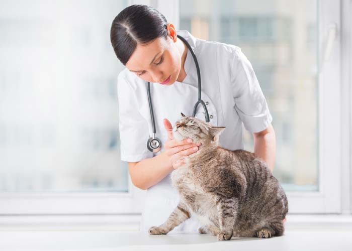 بیماری گربه چگونه درمان می‌شود؟