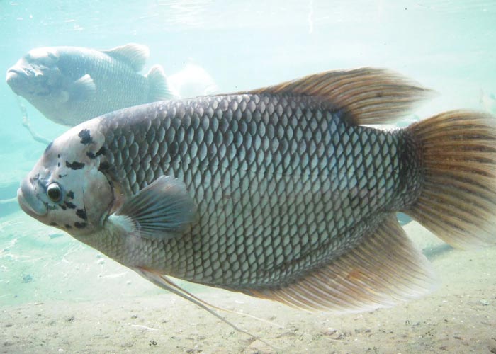 شرایط آکواریوم برای نگهداری ماهی گورامی چگونه است؟