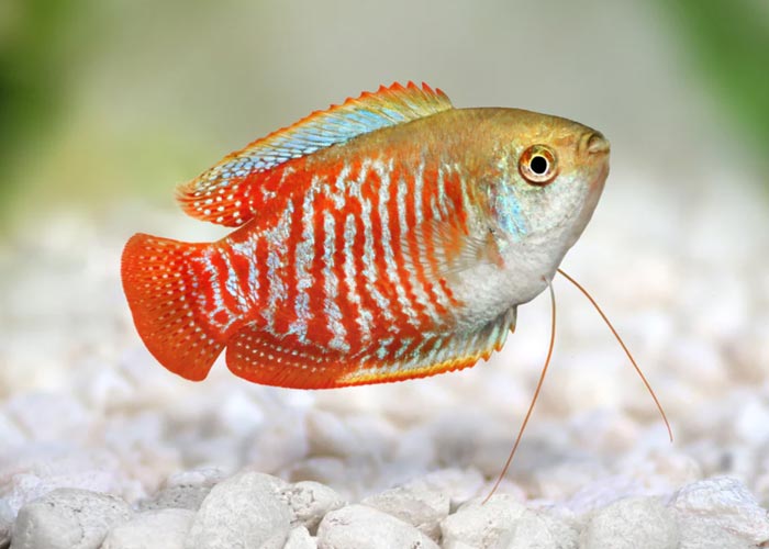 ماهی گورامی به‌صورت طبیعی به کدام منطقه تعلق دارد؟