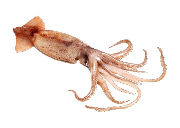 ویژگی‌های ظاهری ماهی مرکب