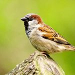 آشنایی با زیستگاه گنجشک
